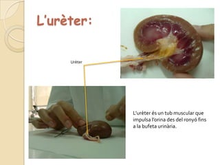 L’urèter:UrèterL’urèter és un tub muscular que impulsa l’orina des del ronyó fins a la bufeta urinària.