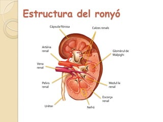 Estructura del ronyóCàpsula fibrosaCalzes renalsArtèria renalGlomèrul de MalpighiVena renalMedul·la renalPelvis renalEscorça renalUrèterNefró 