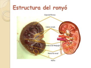 Estructura del ronyóCàpsula fibrosaCalzes renalsGlomèrul de MalpighiMedul·la renalNefró 