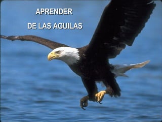 Elr Renacer Del Aguila