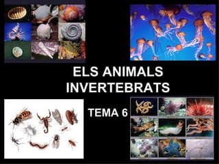 ELS ANIMALS INVERTEBRATS TEMA 6 