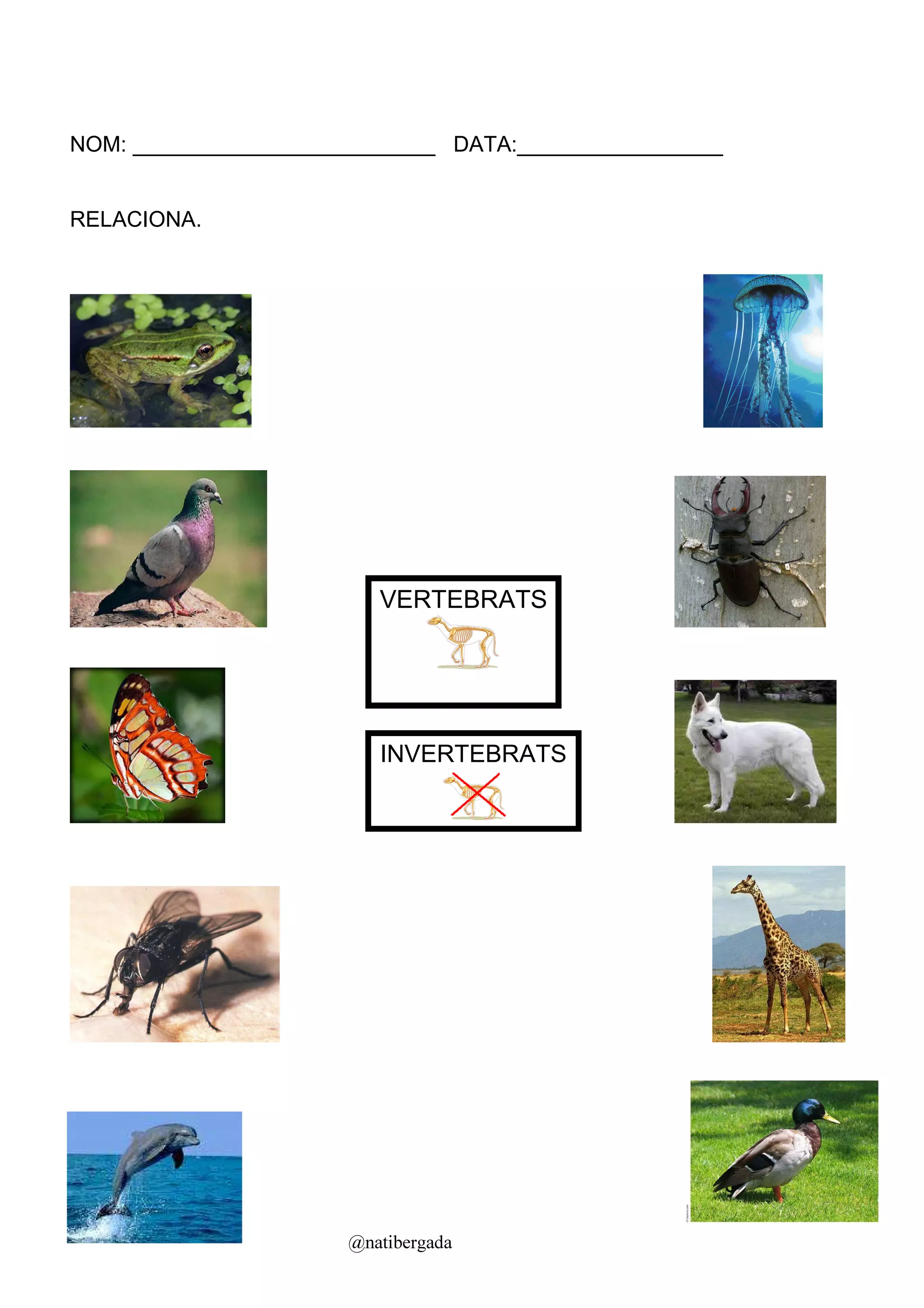 NOM: _________________________ DATA:_________________


RELACIONA.




                         VERTEBRATS




                         INVERTEBRATS




                      @natibergada
 