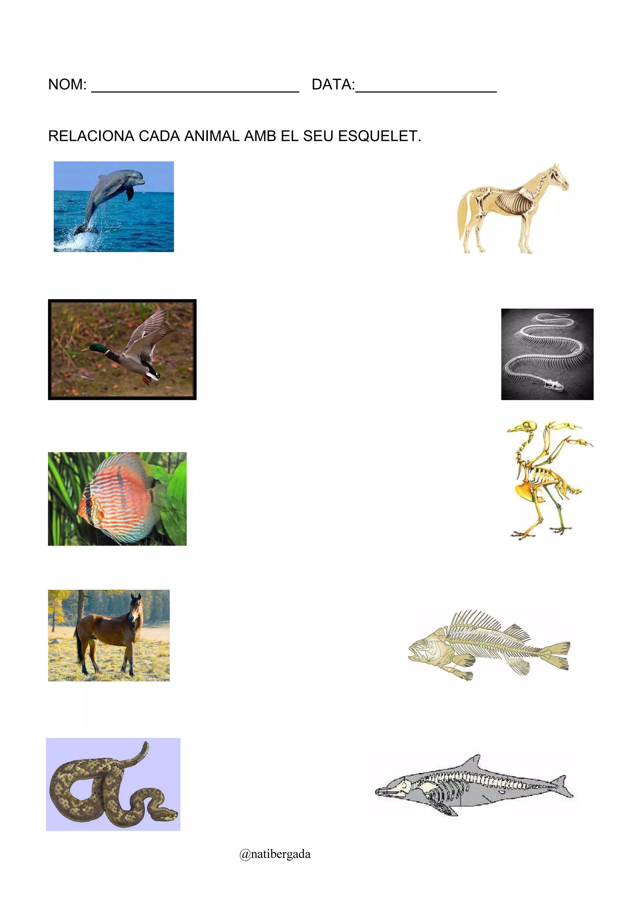 NOM: _________________________ DATA:_________________


RELACIONA CADA ANIMAL AMB EL SEU ESQUELET.




                      @natibergada
 