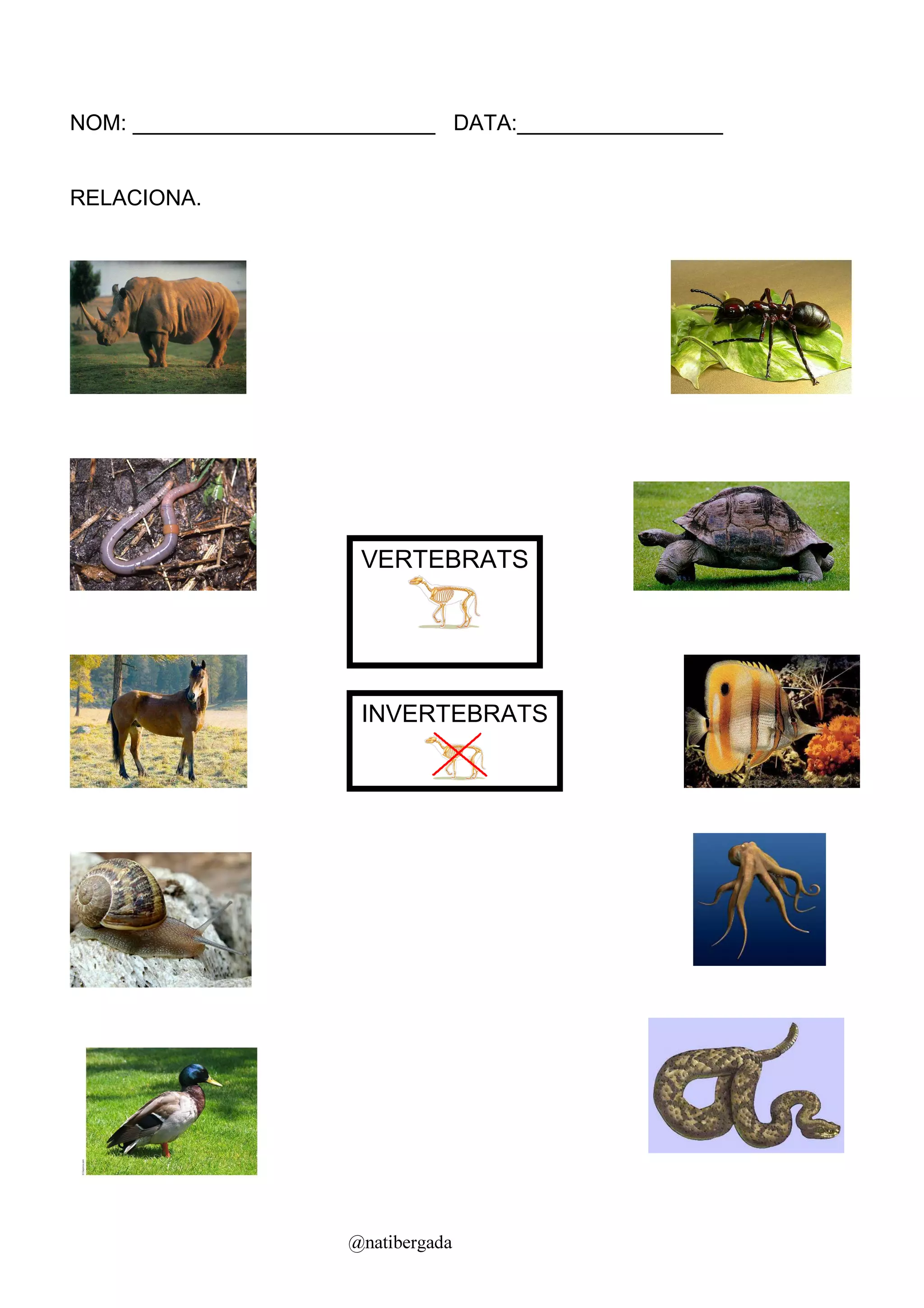 NOM: _________________________ DATA:_________________


RELACIONA.




                       VERTEBRATS




                       INVERTEBRATS




                      @natibergada
 
