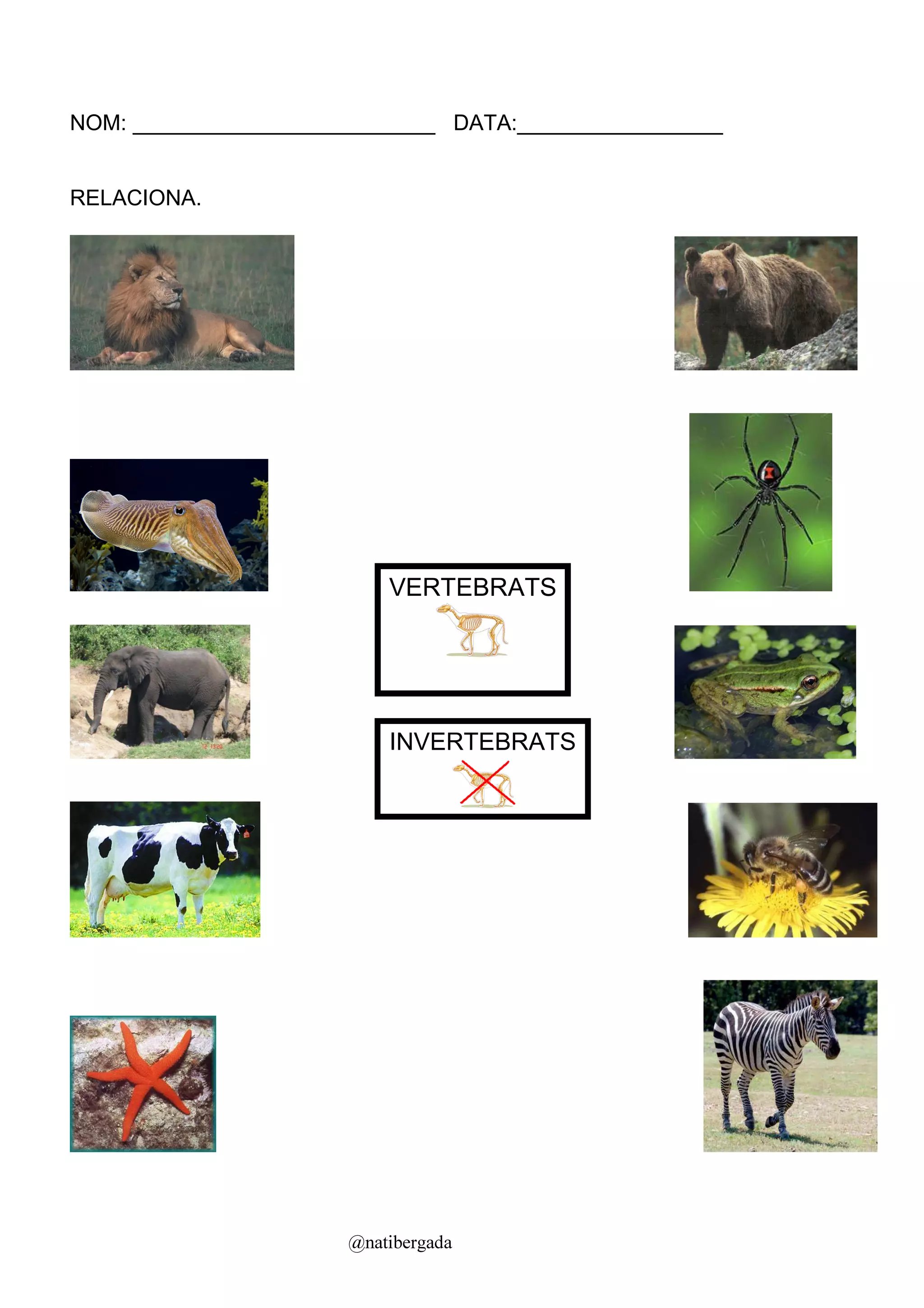 NOM: _________________________ DATA:_________________


RELACIONA.




                          VERTEBRATS




                          INVERTEBRATS




                      @natibergada
 