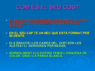 COM ÉS EL SEU COS? EL SEU COS ÉS DIVIDEIX EN TRES PARTS. EL CAP, EL TRONC, I LES EXTREMITATS QUE SÓN LES ALETES. EN EL SEU CAP TÉ UN BEC QUE ESTÀ FORMAT PER 80 DENTS.  ELS BRAÇOS I LES CAMES DEL  DOFÍ SÓN LES ALETES I LI  SERVEIXEN PER NEDAR.  NORMALMENT ELS DOFINS TENEN L’ESQUENA DE COLOR  GRIS I LA PANXA BLANCA.  