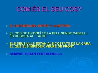 COM ÉS EL SEU COS? EL DOFÍ MESURA ENTRE 2 I 4 METRES. EL COS DE UN DOFÍ TÉ LA PELL SENSE CABELL I ÉS RUGOSA AL  TACTE ELS SEUS ULLS ESTAN ALS COSTATS DE LA CARA, EL QUE ELS IMPEDEIX VEURE DE FRONT.   SEMPRE  ESTAN FENT SOROLLS.  