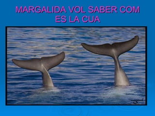 MARGALIDA VOL SABER COM ES LA CUA 