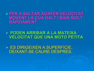 PER A SALTAR AGAFEN VELOCITAT MOVENT LA CUA DALT I BAIX MOLT RÀPIDAMENT  PODEN ARRIBAR A LA MATEIXA  VELOCITAT QUE UNA MOTO PETITA ES DIRIGEIXEN A SUPERFÍCIE, DEIXANT-SE CAURE DESPRÉS.  