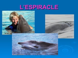L’ESPIRACLE 