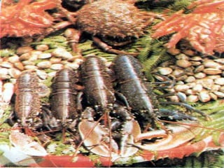 PEIXOS CALAMARS MARISC 