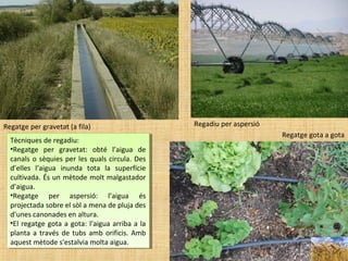Regadiu per aspersióRegatge per gravetat (a fila)
Tècniques de regadiu:
•Regatge per gravetat: obté l’aigua de
canals o sèquies per les quals circula. Des
d’elles l’aigua inunda tota la superfície
cultivada. És un mètode molt malgastador
d’aigua.
•Regatge per aspersió: l’aigua és
projectada sobre el sòl a mena de pluja des
d’unes canonades en altura.
•El regatge gota a gota: l’aigua arriba a la
planta a través de tubs amb orificis. Amb
aquest mètode s'estalvia molta aigua.
Tècniques de regadiu:
•Regatge per gravetat: obté l’aigua de
canals o sèquies per les quals circula. Des
d’elles l’aigua inunda tota la superfície
cultivada. És un mètode molt malgastador
d’aigua.
•Regatge per aspersió: l’aigua és
projectada sobre el sòl a mena de pluja des
d’unes canonades en altura.
•El regatge gota a gota: l’aigua arriba a la
planta a través de tubs amb orificis. Amb
aquest mètode s'estalvia molta aigua.
Regatge gota a gota
 