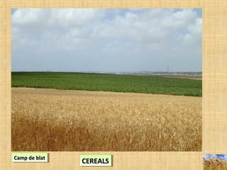 Camp de blatCamp de blatCamp de blatCamp de blat
CEREALSCEREALSCEREALSCEREALS
 