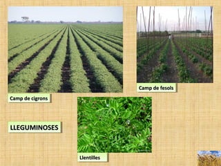 Camp de cigronsCamp de cigronsCamp de cigronsCamp de cigrons
LlentillesLlentillesLlentillesLlentilles
Camp de fesolsCamp de fesolsCamp de fesolsCamp de fesols
LLEGUMINOSESLLEGUMINOSESLLEGUMINOSESLLEGUMINOSES
 