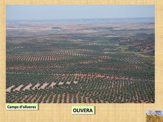 Camps d’oliveresCamps d’oliveresCamps d’oliveresCamps d’oliveres
OLIVERAOLIVERAOLIVERAOLIVERA
 