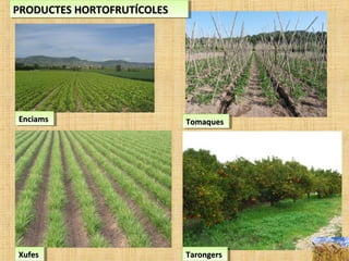 EnciamsEnciamsEnciamsEnciams TomaquesTomaquesTomaquesTomaques
TarongersTarongersTarongersTarongersXufesXufesXufesXufes
PRODUCTES HORTOFRUTÍCOLESPRODUCTES HORTOFRUTÍCOLESPRODUCTES HORTOFRUTÍCOLESPRODUCTES HORTOFRUTÍCOLES
 