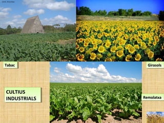 TabacTabacTabacTabac GirasolsGirasolsGirasolsGirasols
RemolatxaRemolatxaRemolatxaRemolatxa
CULTIUS
INDUSTRIALS
CULTIUS
INDUSTRIALS
 