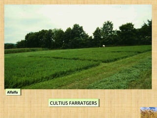 AlfalfaAlfalfaAlfalfaAlfalfa
CULTIUS FARRATGERSCULTIUS FARRATGERSCULTIUS FARRATGERSCULTIUS FARRATGERS
 