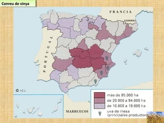 Conreu de vinyaConreu de vinyaConreu de vinyaConreu de vinya
 