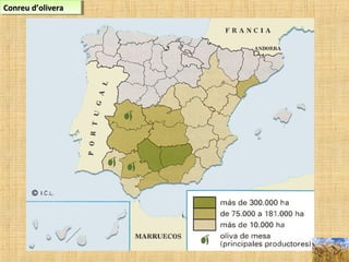 Conreu d’oliveraConreu d’oliveraConreu d’oliveraConreu d’olivera
 