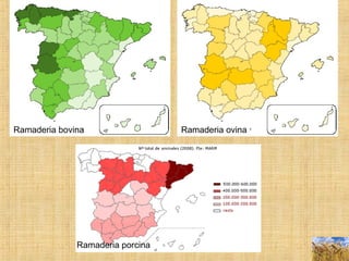 Ramaderia porcina
Ramaderia ovinaRamaderia bovina
 
