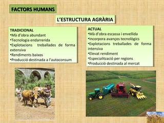 FACTORS HUMANSFACTORS HUMANS
L’ESTRUCTURA AGRÀRIAL’ESTRUCTURA AGRÀRIA
TRADICIONAL
•Mà d’obra abundant
•Tecnologia endarrerida
•Explotacions treballades de forma
extensiva
•Rendiments baixos
•Producció destinada a l’autoconsum
TRADICIONAL
•Mà d’obra abundant
•Tecnologia endarrerida
•Explotacions treballades de forma
extensiva
•Rendiments baixos
•Producció destinada a l’autoconsum
ACTUAL
•Mà d’obra escassa i envellida
•Incorpora avanços tecnològics
•Explotacions treballades de forma
intensiva
•Elevat rendiment
•Especialització per regions
•Producció destinada al mercat
ACTUAL
•Mà d’obra escassa i envellida
•Incorpora avanços tecnològics
•Explotacions treballades de forma
intensiva
•Elevat rendiment
•Especialització per regions
•Producció destinada al mercat
 