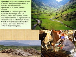 •Agricultura: ocupa una superfície escassa,
en les valls. Antigament es practicava el
policultiu, actualment tendeix a
especialitzar-se en cultius d’horta i
farratges.
•Ramaderia: és l’activitat agrària més
important, afavorida pel clima i la
demanda urbana. Predomina el bestiar
boví, el destinat a carn en règim extensiu o
semiextensiu i el de llet en règim intensiu.
•Explotació forestal: activitat important.
Es dedica a la industria del moble i a
l’obtenció de pasta de paper.
•Agricultura: ocupa una superfície escassa,
en les valls. Antigament es practicava el
policultiu, actualment tendeix a
especialitzar-se en cultius d’horta i
farratges.
•Ramaderia: és l’activitat agrària més
important, afavorida pel clima i la
demanda urbana. Predomina el bestiar
boví, el destinat a carn en règim extensiu o
semiextensiu i el de llet en règim intensiu.
•Explotació forestal: activitat important.
Es dedica a la industria del moble i a
l’obtenció de pasta de paper.
 