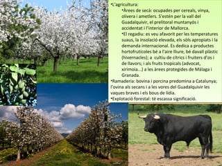 •L'agricultura:
•Àrees de secà: ocupades per cereals, vinya,
olivera i ametlers. S’estén per la vall del
Guadalquivir, el prelitoral muntanyós i
accidentat i l’interior de Mallorca.
•El regadiu: es veu afavorit per les temperatures
suaus, la insolació elevada, els sòls apropiats i la
demanda internacional. Es dedica a productes
hortofrutícoles bé a l’aire lliure, bé davall plàstic
(hivernacles); a cultiu de cítrics i fruiters d’os i
de llavors; i als fruits tropicals (advocat,
xirimoia...) a les àrees protegides de Màlaga i
Granada.
•Ramaderia: bovina i porcina predomina a Catalunya;
l’ovina als secans i a les vores del Guadalquivir les
vaques braves i els bous de lídia.
•Explotació forestal: té escassa significació.
•L'agricultura:
•Àrees de secà: ocupades per cereals, vinya,
olivera i ametlers. S’estén per la vall del
Guadalquivir, el prelitoral muntanyós i
accidentat i l’interior de Mallorca.
•El regadiu: es veu afavorit per les temperatures
suaus, la insolació elevada, els sòls apropiats i la
demanda internacional. Es dedica a productes
hortofrutícoles bé a l’aire lliure, bé davall plàstic
(hivernacles); a cultiu de cítrics i fruiters d’os i
de llavors; i als fruits tropicals (advocat,
xirimoia...) a les àrees protegides de Màlaga i
Granada.
•Ramaderia: bovina i porcina predomina a Catalunya;
l’ovina als secans i a les vores del Guadalquivir les
vaques braves i els bous de lídia.
•Explotació forestal: té escassa significació.
 