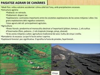 PAISATGE AGRARI DE CANÀRIESPAISATGE AGRARI DE CANÀRIESPAISATGE AGRARI DE CANÀRIESPAISATGE AGRARI DE CANÀRIES
•Medi físic: relleu volcànic accidentat i clima càlid tot l’any, amb precipitacions escasses.
•Estructura agrària:
•Població: en retrocés.
•Poblament: dispers lax.
•Explotacions: contrastos importants entre les xicotetes explotacions de les zones mitjanes i altes i les
grans explotacions dels regadius costaners.
•Usos agraris del sòl: principalment agrícoles.
•Agricultura:
•Àrees litorals: predomina el monocultiu destinat a l’exportació (plàtan, tomaca...), els cultius
d’hivernacles (flors, pebrera...) i els tropicals (mango, pinya, alvocat)
•A les zones mitjanes o altes: agricultura tradicional de secà. Cultiu de vinya i creïlla.
•Ramaderia: és escassa. La que hi ha és ovina i caprina.
•Explotació forestal: poc significativa. S’aprofita la fusta de pinedes, fayal-brezal...
•Medi físic: relleu volcànic accidentat i clima càlid tot l’any, amb precipitacions escasses.
•Estructura agrària:
•Població: en retrocés.
•Poblament: dispers lax.
•Explotacions: contrastos importants entre les xicotetes explotacions de les zones mitjanes i altes i les
grans explotacions dels regadius costaners.
•Usos agraris del sòl: principalment agrícoles.
•Agricultura:
•Àrees litorals: predomina el monocultiu destinat a l’exportació (plàtan, tomaca...), els cultius
d’hivernacles (flors, pebrera...) i els tropicals (mango, pinya, alvocat)
•A les zones mitjanes o altes: agricultura tradicional de secà. Cultiu de vinya i creïlla.
•Ramaderia: és escassa. La que hi ha és ovina i caprina.
•Explotació forestal: poc significativa. S’aprofita la fusta de pinedes, fayal-brezal...
Vinya
 