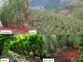 Tomàques Pinyes
Plàtans Bosc canari
 