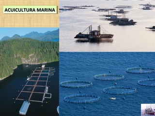 Producció d'orades
ACUICULTURA MARINAACUICULTURA MARINAACUICULTURA MARINAACUICULTURA MARINA
 