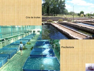 Cria de truites
Piscifactoria
 