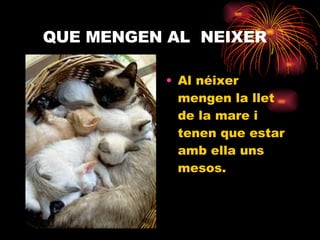 QUE MENGEN AL  NEIXER Al néixer mengen la llet de la mare i tenen que estar amb ella uns mesos. 