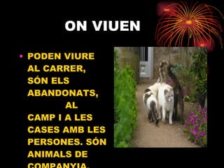ON VIUEN PODEN VIURE AL CARRER, SÓN ELS ABANDONATS,  AL CAMP I A LES CASES AMB LES PERSONES. SÓN ANIMALS DE COMPANYIA. 