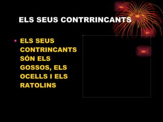 ELS SEUS CONTRRINCANTS   ELS SEUS CONTRINCANTS SÓN ELS GOSSOS, ELS OCELLS I ELS RATOLINS 