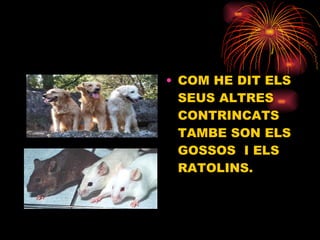 COM HE DIT ELS SEUS ALTRES CONTRINCATS TAMBE SON ELS GOSSOS  I ELS RATOLINS. 