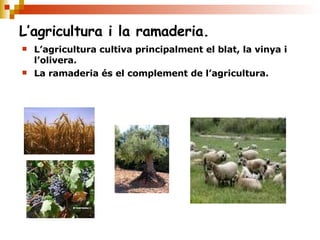 L’agricultura i la ramaderia. L’agricultura cultiva principalment el blat, la vinya i l’olivera. La ramaderia és el complement de l’agricultura. 
