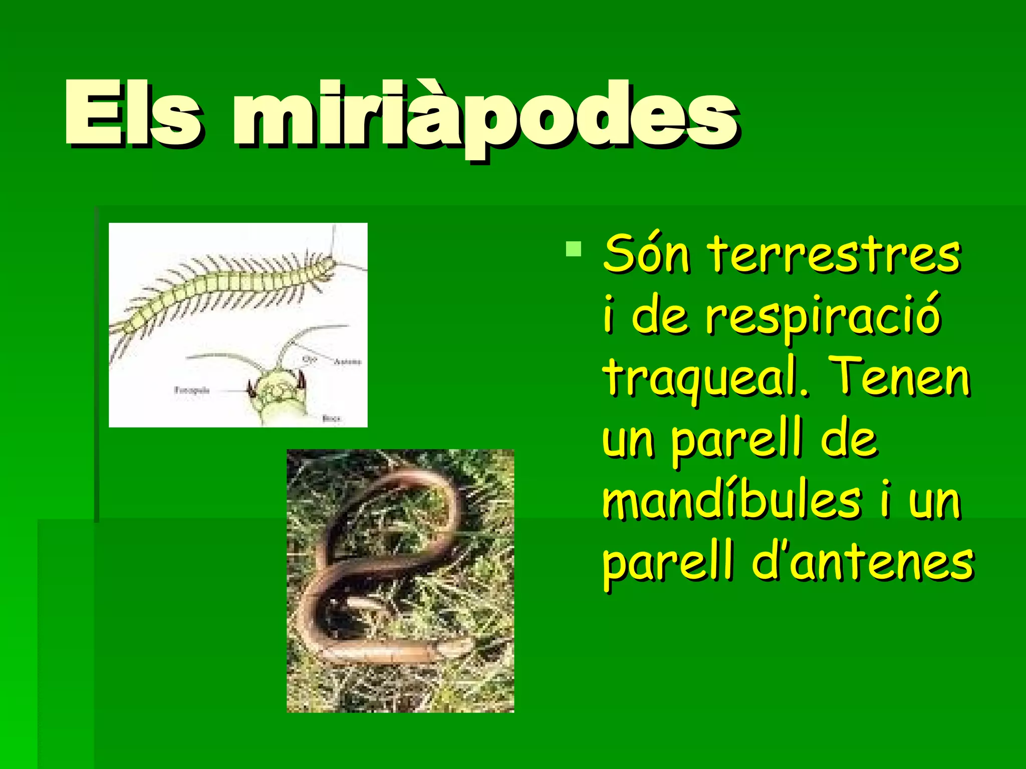 Els miriàpodes   Són terrestres i de respiració traqueal. Tenen un parell de mandíbules i un parell d’antenes   