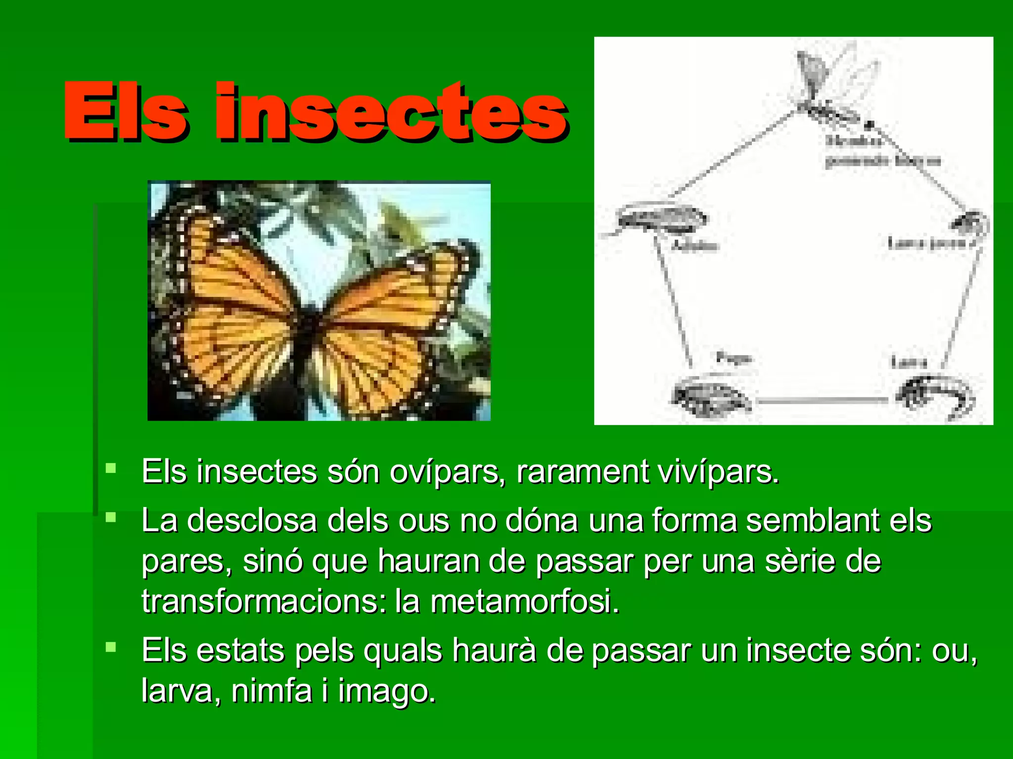 Els insectes Els insectes són ovípars, rarament vivípars.  La desclosa dels ous no dóna una forma semblant els pares, sinó que hauran de passar per una sèrie de transformacions: la metamorfosi.  Els estats pels quals haurà de passar un insecte són: ou, larva, nimfa i imago.   