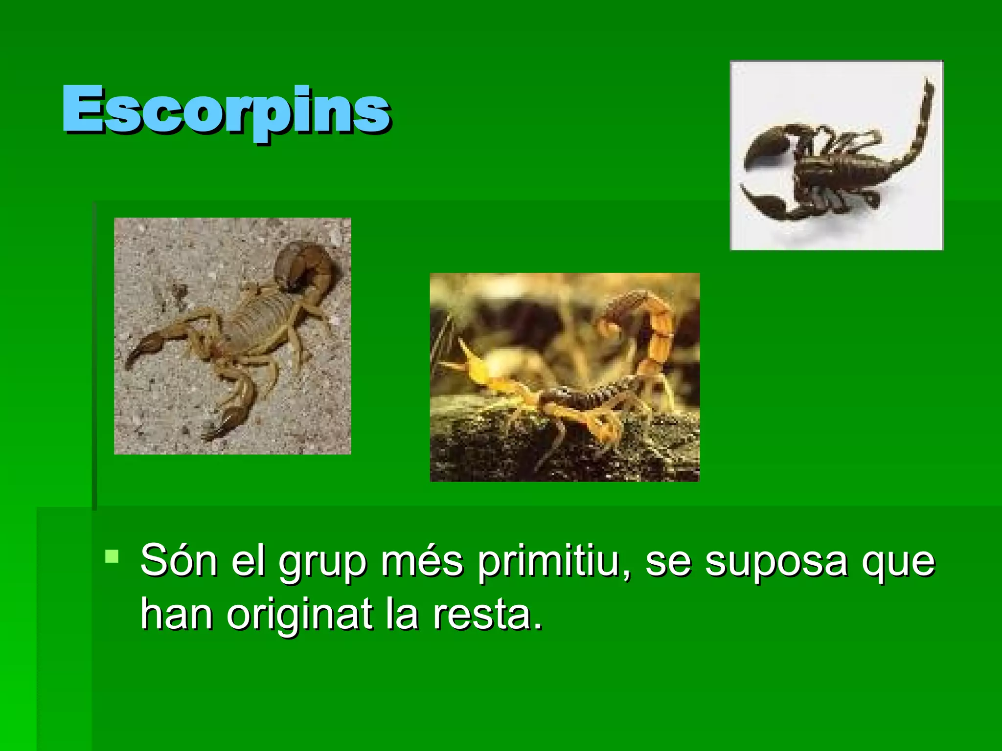 Escorpins Són el grup més primitiu, se suposa que han originat la resta.  