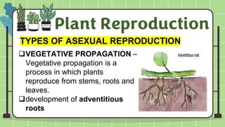 Sexual and Asexual Reproduction of Plants | PDF