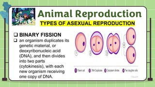 Sexual and Asexual Reproduction of Animals | PDF