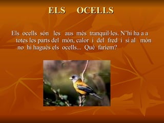 ELS  OCELLS  Els  ocells  són  les  aus  més  tranquil·les. N’hi ha a a totes les parts del  món, calor  i  del  fred  i  si al  món  no  hi hagués els  ocells...  Què  faríem? 