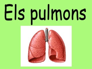 Els pulmons 