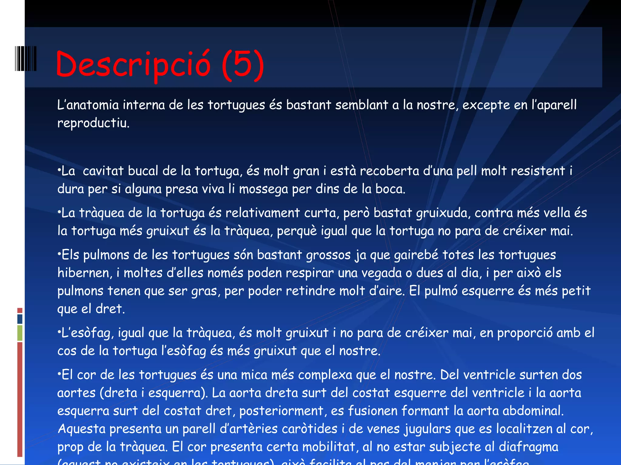 L’anatomia interna de les tortugues és bastant semblant a la nostre, excepte en l’aparell reproductiu. La  cavitat bucal de la tortuga, és molt gran i està recoberta d’una pell molt resistent i dura per si alguna presa viva li mossega per dins de la boca. La tràquea de la tortuga és relativament curta, però bastat gruixuda, contra més vella és la tortuga més gruixut és la tràquea, perquè igual que la tortuga no para de créixer mai. Els pulmons de les tortugues són bastant grossos ja que gairebé totes les tortugues hibernen, i moltes d’elles només poden respirar una vegada o dues al dia, i per això els pulmons tenen que ser gras, per poder retindre molt d’aire. El pulmó esquerre és més petit que el dret. L’esòfag, igual que la tràquea, és molt gruixut i no para de créixer mai, en proporció amb el cos de la tortuga l’esòfag és més gruixut que el nostre. El cor de les tortugues és una mica més complexa que el nostre. Del ventricle surten dos aortes (dreta i esquerra). La aorta dreta surt del costat esquerre del ventricle i la aorta esquerra surt del costat dret, posteriorment, es fusionen formant la aorta abdominal. Aquesta presenta un parell d’artèries caròtides i de venes jugulars que es localitzen al cor, prop de la tràquea. El cor presenta certa mobilitat, al no estar subjecte al diafragma (aquest no existeix en les tortugues), això facilita el pas del menjar per l’esòfag. Descripció (5) 