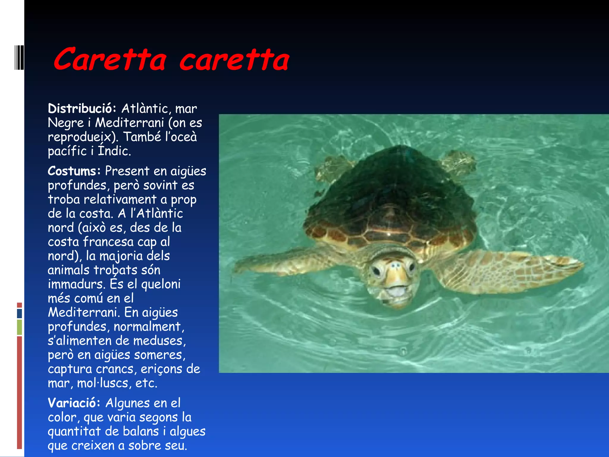 Caretta caretta Distribució:  Atlàntic, mar Negre i Mediterrani (on es reprodueix). També l’oceà pacífic i Índic. Costums:  Present en aigües profundes, però sovint es troba relativament a prop de la costa. A l’Atlàntic nord (això es, des de la costa francesa cap al nord), la majoria dels animals trobats són immadurs. És el queloni més comú en el Mediterrani. En aigües profundes, normalment, s’alimenten de meduses, però en aigües someres, captura crancs, eriçons de mar, mol·luscs, etc. Variació:  Algunes en el color, que varia segons la quantitat de balans i algues que creixen a sobre seu. 