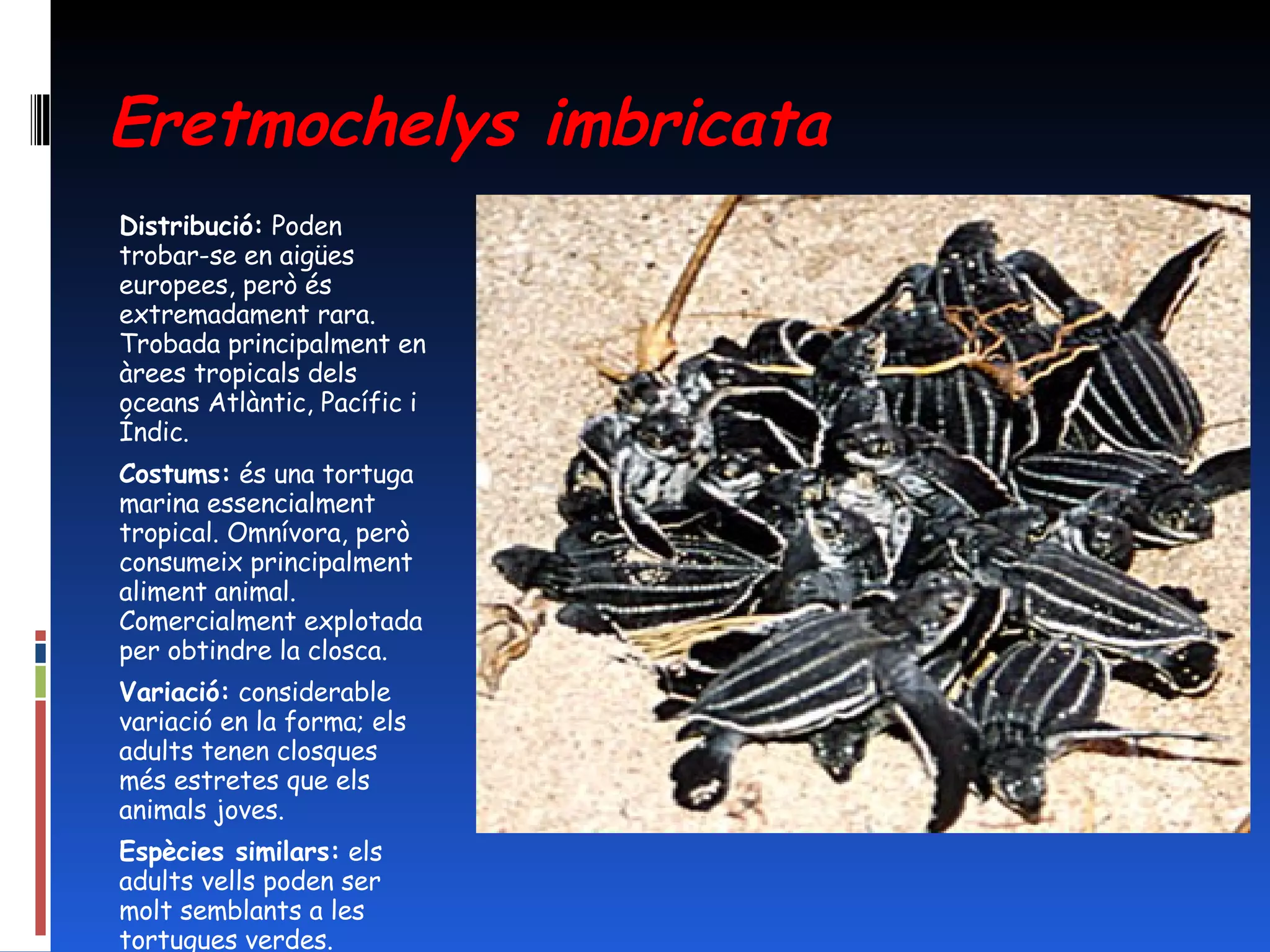 Eretmochelys imbricata Distribució:  Poden trobar-se en aigües europees, però és extremadament rara. Trobada principalment en àrees tropicals dels oceans Atlàntic, Pacífic i Índic. Costums:  és una tortuga marina essencialment tropical. Omnívora, però consumeix principalment aliment animal. Comercialment explotada per obtindre la closca. Variació:  considerable variació en la forma; els adults tenen closques més estretes que els animals joves. Espècies similars:  els adults vells poden ser molt semblants a les tortugues verdes. 