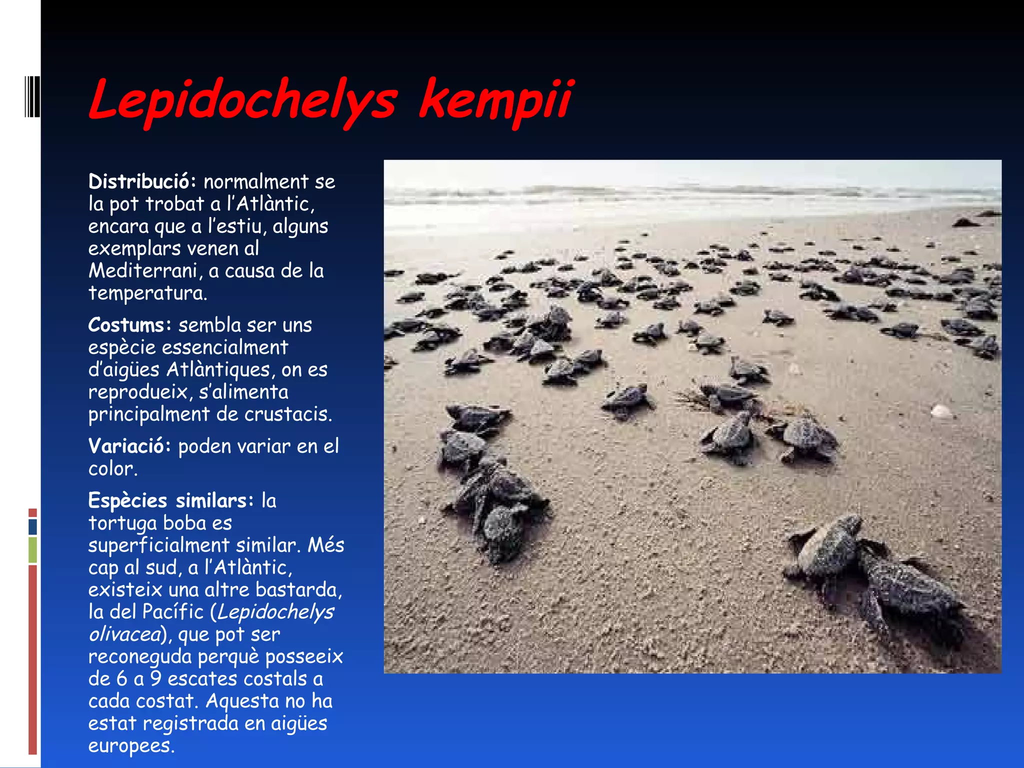 Lepidochelys kempii Distribució:  normalment se la pot trobat a l’Atlàntic, encara que a l’estiu, alguns exemplars venen al Mediterrani, a causa de la temperatura. Costums:  sembla ser uns espècie essencialment d’aigües Atlàntiques, on es reprodueix, s’alimenta principalment de crustacis. Variació:  poden variar en el color. Espècies similars:  la tortuga boba es superficialment similar. Més cap al sud, a l’Atlàntic, existeix una altre bastarda, la del Pacífic ( Lepidochelys olivacea ), que pot ser reconeguda perquè posseeix de 6 a 9 escates costals a cada costat. Aquesta no ha estat registrada en aigües europees. 