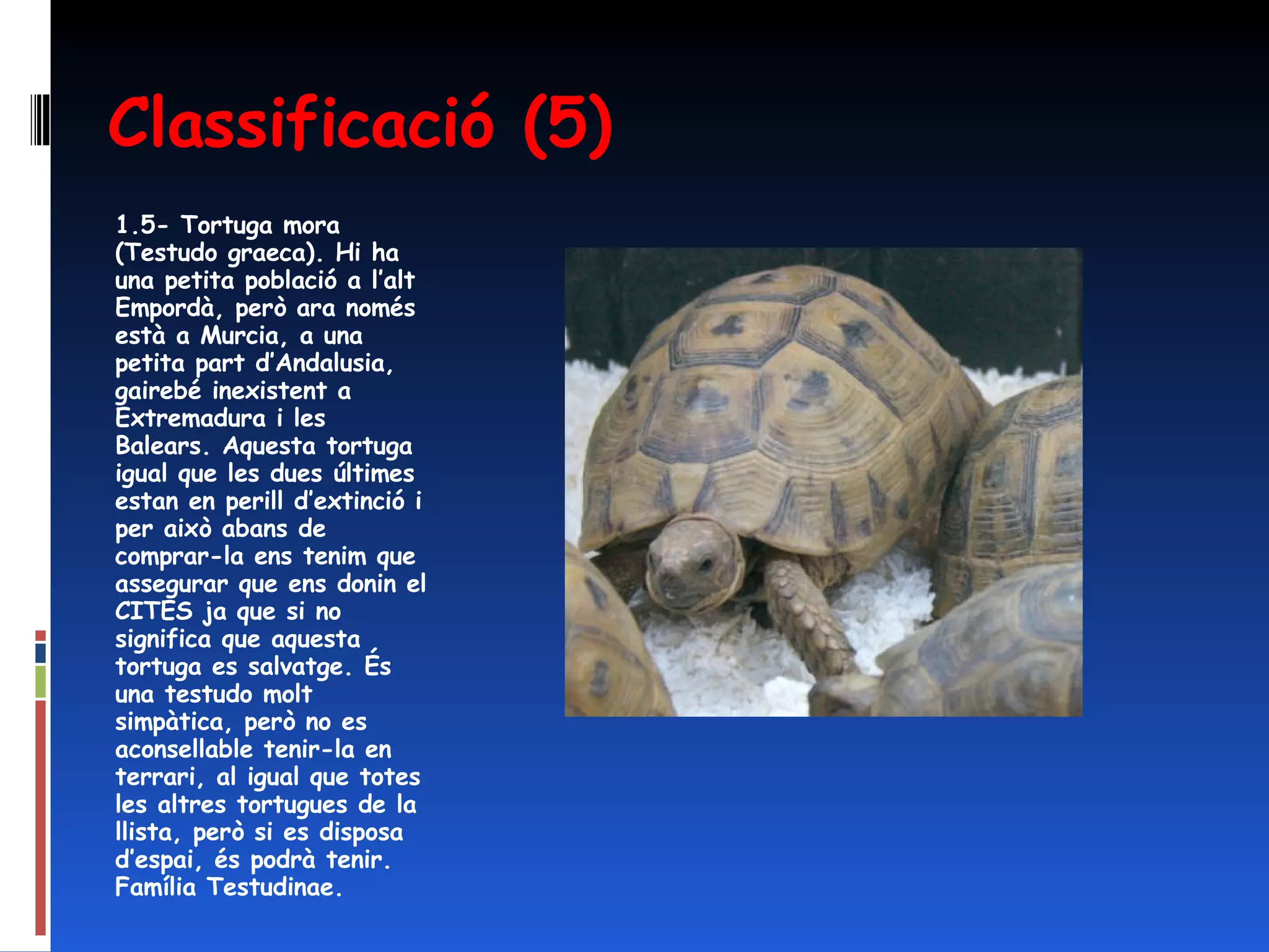 Classificació (5) 1.5- Tortuga mora (Testudo graeca). Hi ha una petita població a l’alt Empordà, però ara només està a Murcia, a una petita part d’Andalusia,  gairebé inexistent a Extremadura i les Balears. Aquesta tortuga igual que les dues últimes estan en perill d’extinció i per això abans de comprar-la ens tenim que assegurar que ens donin el CITES ja que si no significa que aquesta tortuga es salvatge. És una testudo molt simpàtica, però no es aconsellable tenir-la en terrari, al igual que totes les altres tortugues de la llista, però si es disposa d’espai, és podrà tenir. Família Testudinae. 