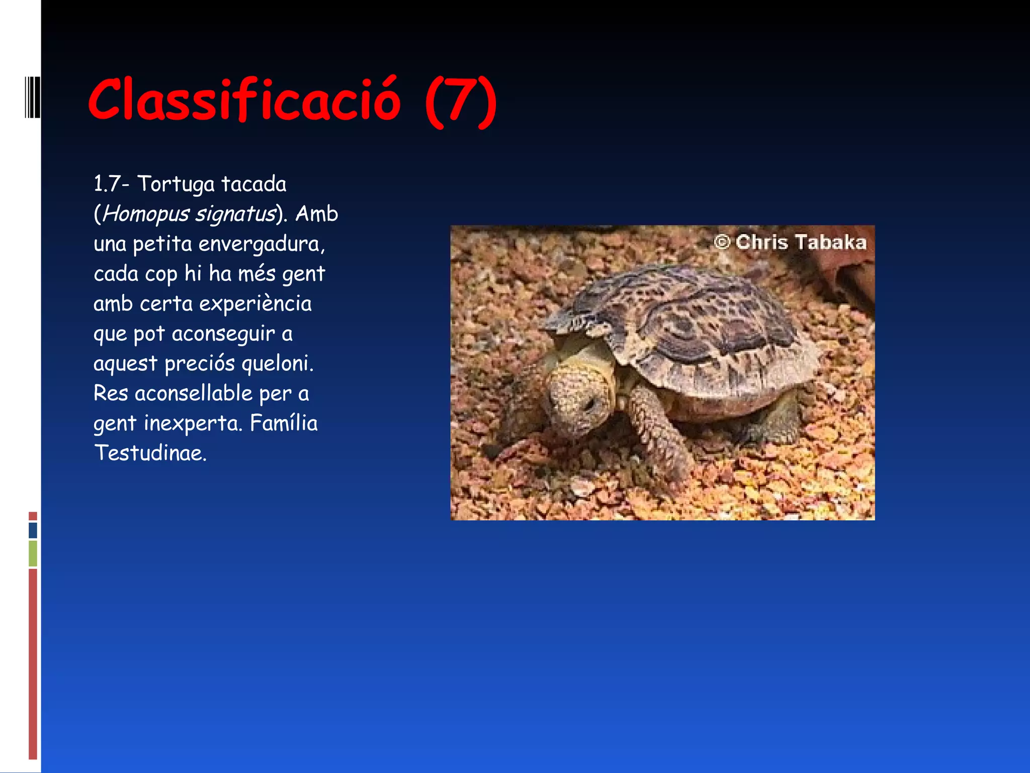 Classificació (7) 1.7- Tortuga tacada ( Homopus signatus ). Amb una petita envergadura, cada cop hi ha més gent amb certa experiència que pot aconseguir a aquest preciós queloni. Res aconsellable per a gent inexperta. Família Testudinae. 
